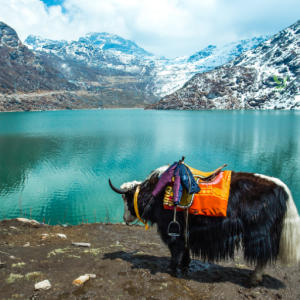 Blue and White Gangtok Vlog YouTube Thumbnail